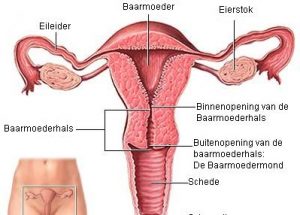 uterus baarmoeder rite of the womb
