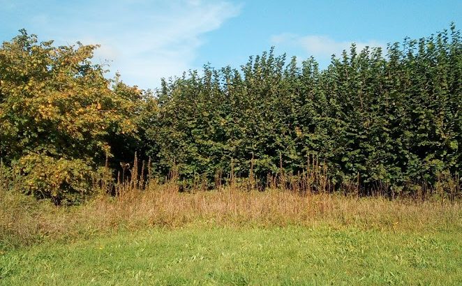 De Weg van de Oervrouw